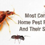 How Do You Eliminate Smelly Pests From Your Home?