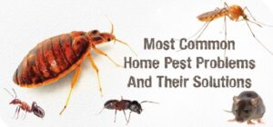 Pests From Your Home