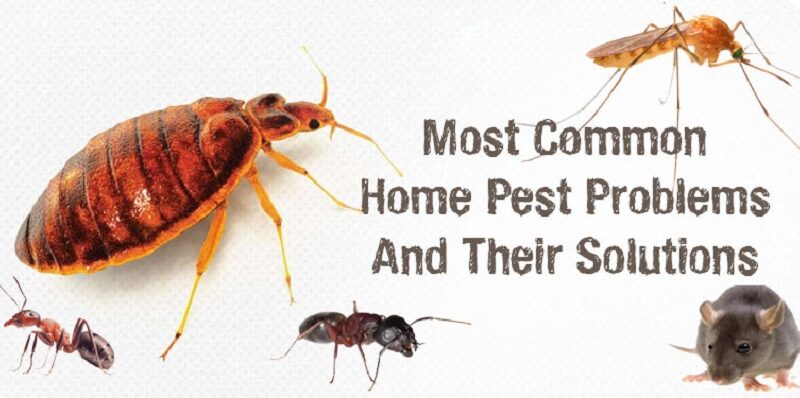 Pests From Your Home